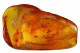 Four Fossil Flies (Diptera) In Baltic Amber #173646-1
